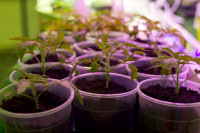 Леруа Мерлен: Какие выбрать семена и правильно ухаживать за рассадой?, Фото: 11