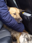 В Тульской области волонтеры спасли собаку из заброшенного отстойника, Фото: 7