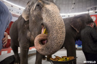 Тульский цирк анонсировал Шоу слонов, Фото: 15
