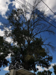 В Туле гибнут деревья, Фото: 20