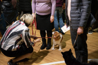 В Туле прошла выставка собак всех пород, Фото: 179