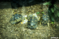 Черепахи в экзотариуме, Фото: 7