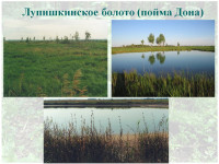 Таёжные леса и карстовые болота: какие уникальные экосистемы есть в Тульской области, Фото: 18