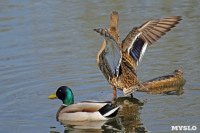 На пруду в тульском Скуратово поселились редкие птицы, Фото: 14