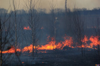 Сразу в нескольких районах Тульской области загорелись поля, Фото: 5