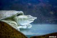 Черепахи в экзотариуме, Фото: 21
