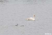 В Туле спасли лебедя с одним крылом, Фото: 7