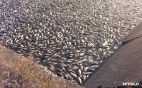 Массовая гибель рыбы в Кимовске, Фото: 2