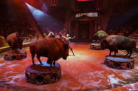 Шоу Гии Эрадзе «5 континентов» в Тульском цирке: феерия уже началась!, Фото: 25