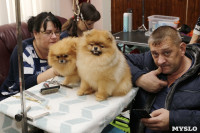 В Туле прошла Всероссийская выставка собак всех пород, Фото: 11
