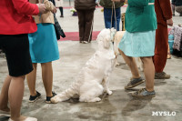 Сиба-ину, шпицы и алабаи: в Туле состоялась выставка собак, Фото: 55