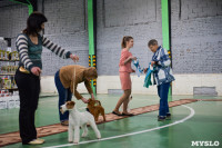 Выставка собак в Туле , Фото: 63
