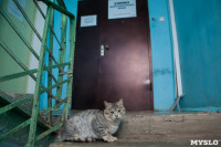 Тульские котики, Фото: 45