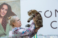 Выставка кошек в Туле, Фото: 81