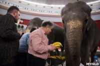 Тульский цирк анонсировал Шоу слонов, Фото: 13
