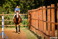 Новые лошади для конной полиции в Центральном парке, Фото: 1