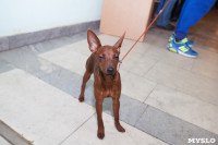 Выставка собак в Туле, 29.11.2015, Фото: 122