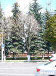«Сушняк-2019 Тула». Городской хит-парад засохших деревьев, Фото: 216