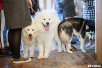 Выставка собак в Туле, 29.11.2015, Фото: 24