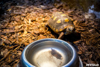 Черепахи в экзотариуме, Фото: 43
