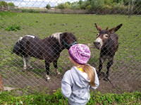 Куда свозить детей посмотреть на животных в 100 км от Тулы: обзор, Фото: 13