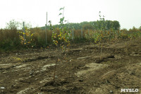 Высадка деревьев на территории бывшей судаковской свалки, Фото: 1