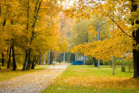 Золотая осень в Центральном парке, Фото: 17