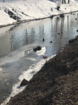 В Туле по соседству с Ледовым дворцом загрязняют реку Рогожня, Фото: 5