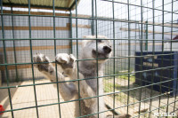 Зоопарк на набережной Упы в Туле, Фото: 19