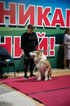В Туле прошла выставка собак всех пород, Фото: 23