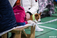 Выставка собак в Туле, Фото: 47