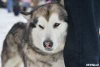 Праздник северных собак на Куликовом поле , Фото: 15