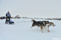 Праздник северных собак на Куликовом поле , Фото: 85