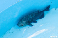 Рыбка с "человеческими" зубами в тульском экзотариуме, Фото: 9