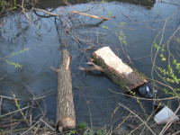 Спиленные деревья в ручье березовой рощи, Фото: 5