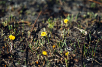Весна 2020 в Туле: трели птиц и первые цветы, Фото: 7