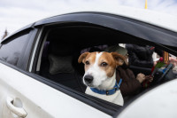 «Цветочный патруль — 2026», Фото: 34