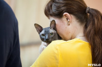 В Туле прошла выставка «Пряничные кошки» , Фото: 120