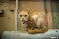 Волонтеры спасли кошек из адской квартиры, Фото: 43