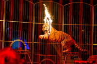 "Чудеса под Новый год" в Тульском цирке, Фото: 139