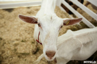 Выставка коз в Туле, Фото: 9