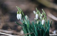 Подснежники в феврале: весна идет!, Фото: 19