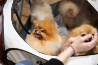 В Туле прошла выставка собак всех пород, Фото: 51