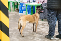 Сиба-ину, шпицы и алабаи: в Туле состоялась выставка собак, Фото: 20