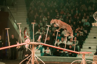 "Чудеса под Новый год" в Тульском цирке, Фото: 58