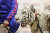 Цирк "Максимус" и тигрица в гостях у Myslo, Фото: 18