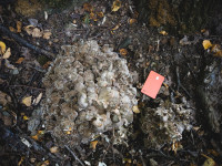 В Ясной Поляне засняли редкий краснокнижный гриб-баран, Фото: 17