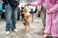 Сиба-ину, шпицы и алабаи: в Туле состоялась выставка собак, Фото: 28