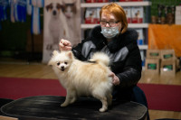 В Туле прошла выставка собак всех пород, Фото: 113