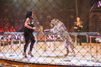 Шоу Гии Эрадзе «5 континентов» в Тульском цирке: феерия уже началась!, Фото: 76